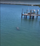 Manatee swimming near a dock in Stuart, FL