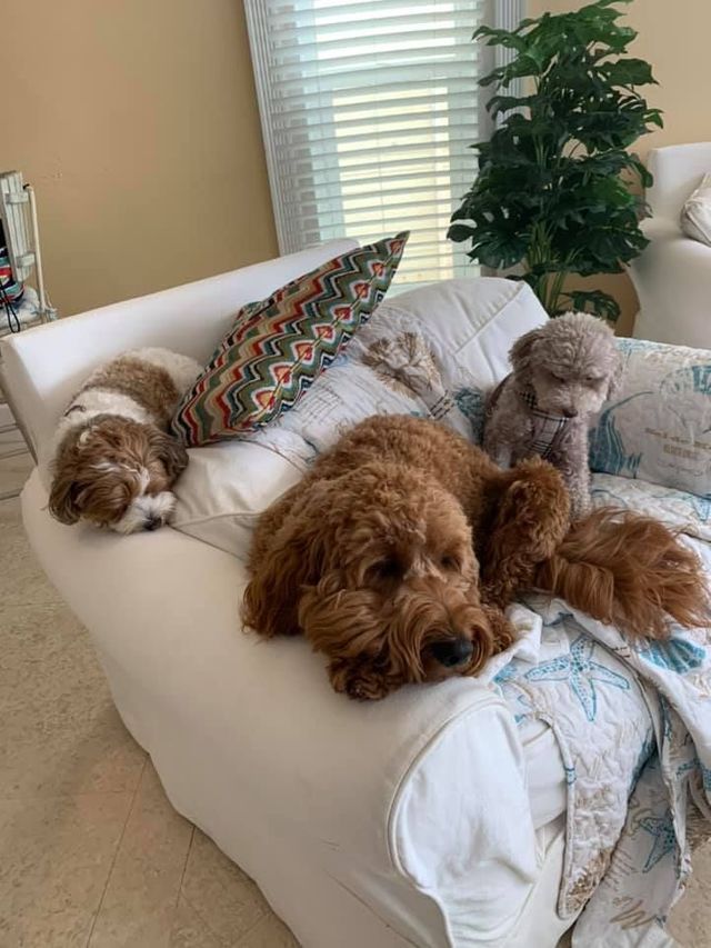 Pet Friendly Beach House Rentals in Florida