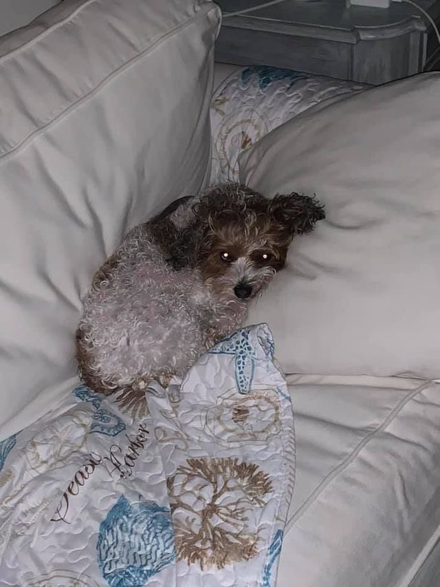 Pet Friendly Beach House Rentals in Florida