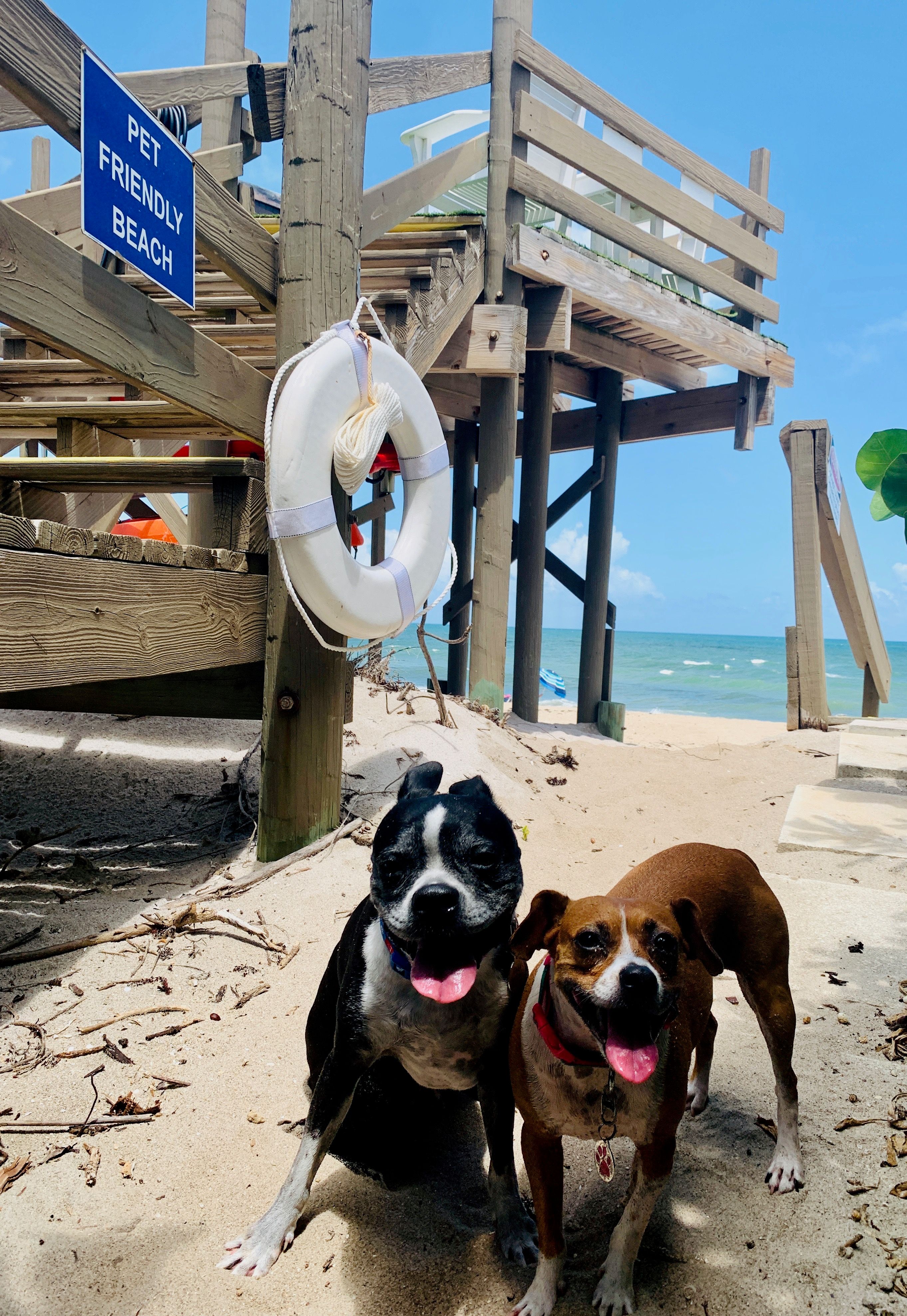 Pet Friendly Beach House Rentals in Florida