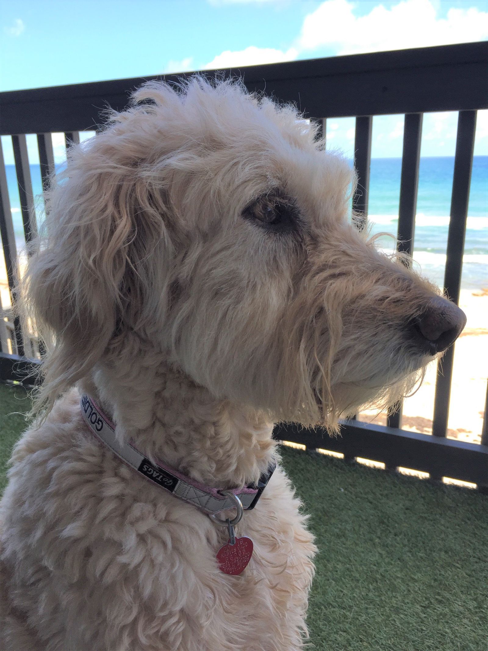 Pet Friendly Beach House Rentals in Florida