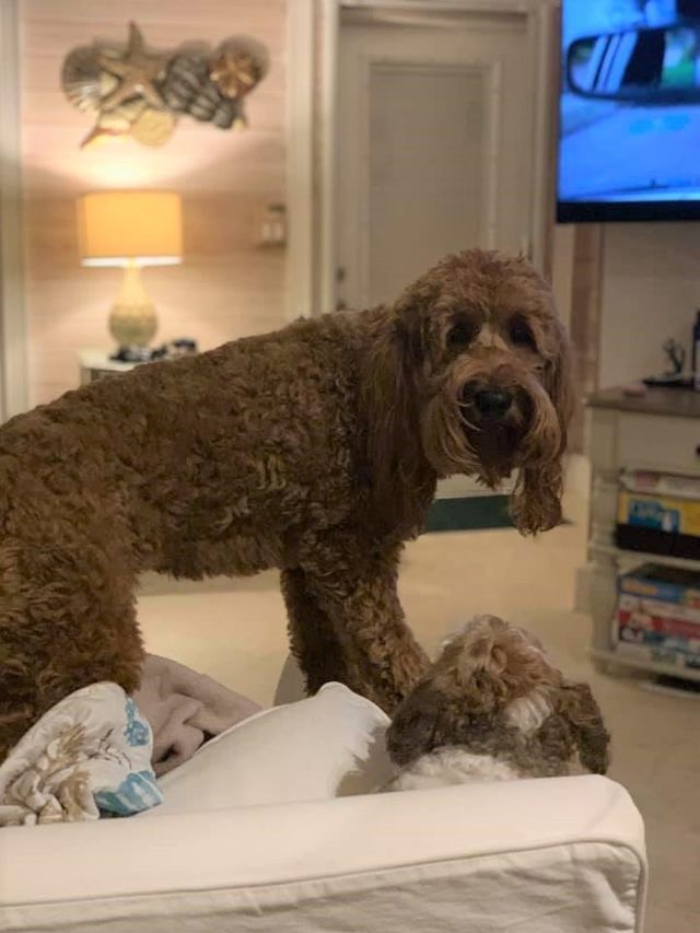 Pet Friendly Beach House Rentals in Florida