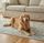 pet friendly interiors with washable rugs